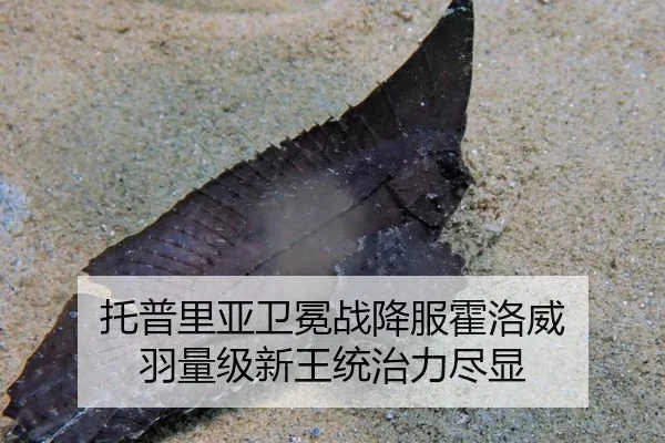 tuo-pu-li-ya-wei-mian-zhan-xiang-fu-huo-luo-wei-yu-liang-ji-xin-wang-tong-zhi-li-jin-xian-3-229.jpg